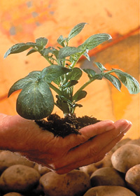 Future Uses Of Agricultural Biotechnology